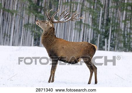 Stock Image - Red deer (Cervus elaphus) standing on polar landscape in forest, Franconia, Bavaria, Germany . Fotosearch