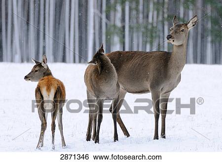 Red deer (Cervus elaphus) standing on polar landscape in forest with its fawn, Franconia, Bavaria, Germany View Large Photo Image Stock Photograph - Red deer (Cervus elaphus) standing on polar landscape in forest with its fawn, Franconia, Bavaria, Germany . Fotosearch