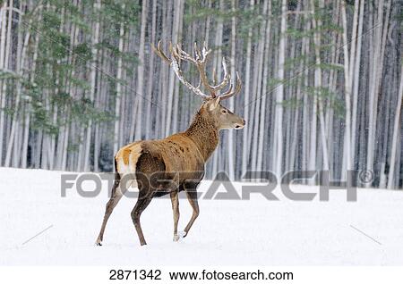 Stock Image - Red deer (Cervus elaphus) walking on polar landscape in forest, Franconia, Bavaria, Germany . Fotosearch