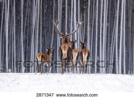 Red deer (Cervus elaphus) walking on polar landscape in forest, Franconia, Bavaria, Germany View Large Photo Image Stock Photo - Red deer (Cervus elaphus) walking on polar landscape in forest, Franconia, Bavaria, Germany . Fotosearch