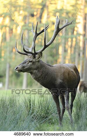Red deer in meadow  View Large Photo Image Stock Image - Red deer in meadow . Fotosearch