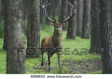 Red deer in the woods  View Large Photo Image Stock Image - Red deer in the woods . Fotosearch