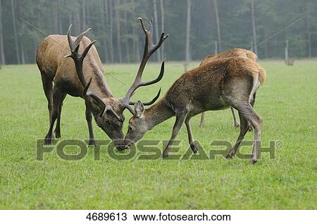 male and female deer