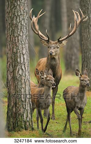 Red Deers (Cervus elaphus) in a forest, Bavaria, Germany View Large Photo Image Picture - Red Deers (Cervus elaphus) in a forest, Bavaria, Germany . Fotosearch