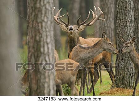 Red Deers (Cervus elaphus) in a forest, Bavaria, Germany View Large Photo Image Stock Image - Red Deers (Cervus elaphus) in a forest, Bavaria, Germany . Fotosearch