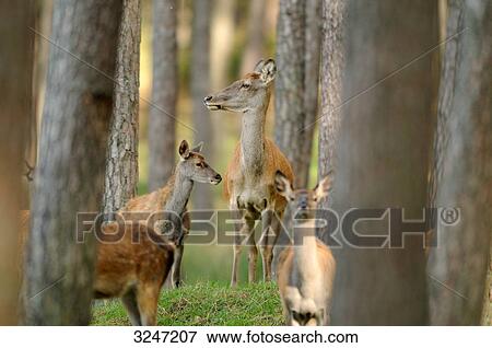 Red Deers (Cervus elaphus) in a forest, Bavaria, Germany View Large Photo Image Stock Photo - Red Deers (Cervus elaphus) in a forest, Bavaria, Germany . Fotosearch