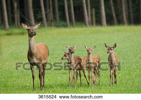 Red deers (Cervus elaphus) in a meadow View Large Photo Image Picture - Red deers (Cervus elaphus) in a meadow . Fotosearch