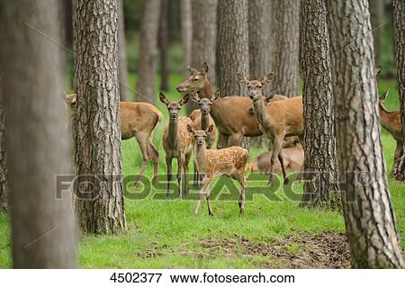 Stock Photo - Red deers, Cervus elaphus, in forest . Fotosearch