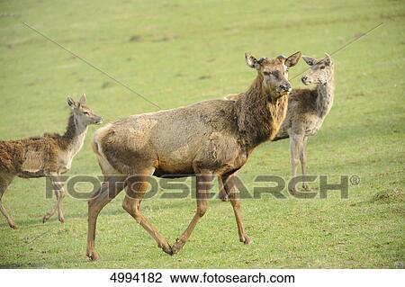 Stock Image - Red Deers (Cervus elaphus) in meadow . Fotosearch