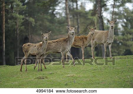 Red Deers (Cervus elaphus) standing in meadow View Large Photo Image Picture - Red Deers (Cervus elaphus) standing in meadow . Fotosearch