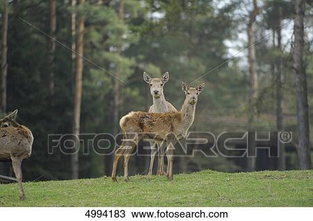 Red Deers (Cervus elaphus) standing in meadow View Large Photo Image Stock Image - Red Deers (Cervus elaphus) standing in meadow . Fotosearch