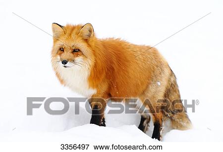 Red fox (Vulpes vulpes) in the snow, Bavaria, Germany View Large Photo Image Stock Photo - Red fox (Vulpes vulpes) in the snow, Bavaria, Germany . Fotosearch