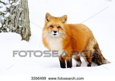 Red fox (Vulpes vulpes) in the snow, Bavaria, Germany View Large Photo Image Stock Photo - Red fox (Vulpes vulpes) in the snow, Bavaria, Germany . Fotosearch