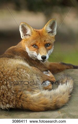 Red fox (Vulpes vulpes) lying, facing camera, close-up View Large Photo Image Stock Image - Red fox (Vulpes vulpes) lying, facing camera, close-up . Fotosearch