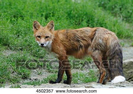Red fox, Vulpes vulpes, portrait View Large Photo Image Stock Photo - Red fox, Vulpes vulpes, portrait . Fotosearch