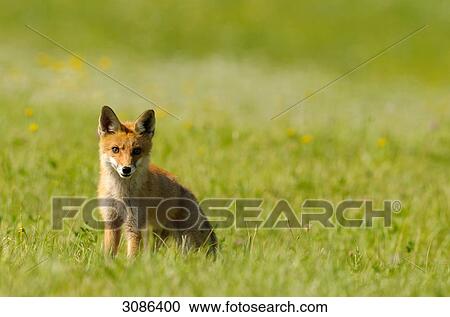 Red fox (Vulpes vulpes) sitting on a meadow View Large Photo Image Stock Image - Red fox (Vulpes vulpes) sitting on a meadow . Fotosearch