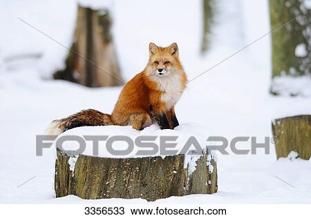 Red fox (Vulpes vulpes) sitting on a snow-covered tree stump, Bavaria, Germany View Large Photo Image Stock Image - Red fox (Vulpes vulpes) sitting on a snow-covered tree stump, Bavaria, Germany . Fotosearch