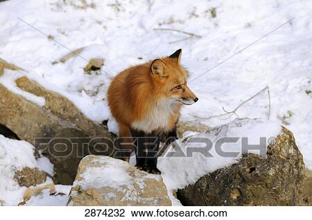 Red fox (Vulpes vulpes) standing on snowy rock, Bavaria, Germany View Large Photo Image Stock Image - Red fox (Vulpes vulpes) standing on snowy rock, Bavaria, Germany . Fotosearch