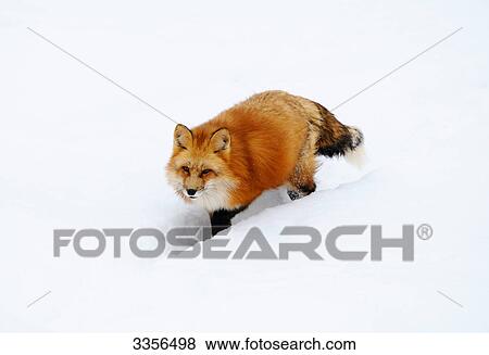 Red fox (Vulpes vulpes) walking through the snow, Bavaria, Germany, elevated view View Large Photo Image Stock Photo - Red fox (Vulpes vulpes) walking through the snow, Bavaria, Germany, elevated view . Fotosearch