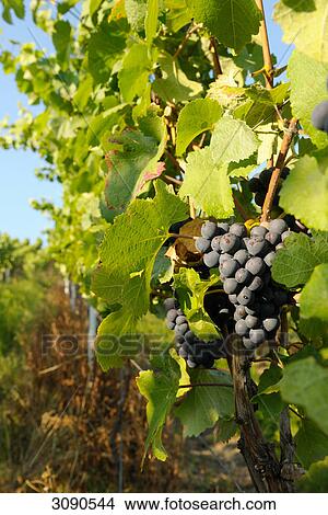 red grapes, Germany View Large Photo Image Picture - red grapes, Germany . Fotosearch