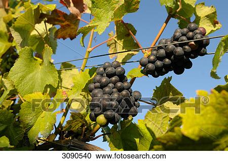 Red grapes, Germany View Large Photo Image Stock Image - Red grapes, Germany . Fotosearch
