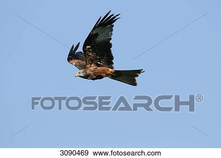 Stock Photo - Red kite, Milvus milvus . Fotosearch