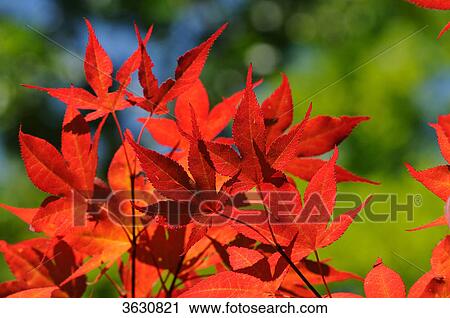 Stock Image - Red leaves from Japanese Maple (Acer palmatum) . Fotosearch