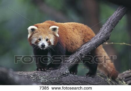 Red Panda (Ailurus fulgens) on tree View Large Photo Image Stock Photography - Red Panda (Ailurus fulgens) on tree . Fotosearch