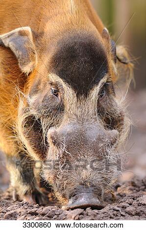 Red River Hog (Potamochoerus porcus), close-up View Large Photo Image Stock Image - Red River Hog (Potamochoerus porcus), close-up . Fotosearch