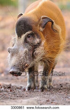 Red River Hog (Potamochoerus porcus), close-up View Large Photo Image Stock Image - Red River Hog (Potamochoerus porcus), close-up . Fotosearch