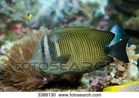 Stock Image - Red Sea sailfin tang (Zebrasoma desjardinii), side view . Fotosearch