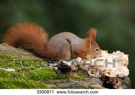 Red squirrel (Sciurus vulgaris) eating, side view View Large Photo Image Stock Image - Red squirrel (Sciurus vulgaris) eating, side view . Fotosearch