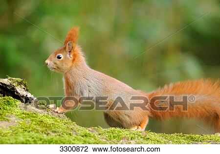 Red squirrel (Sciurus vulgaris), side view View Large Photo Image Stock Image - Red squirrel (Sciurus vulgaris), side view . Fotosearch