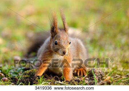 Red squirrel (Sciurus vulgaris) foraging  View Large Photo Image Stock Photograph - Red squirrel (Sciurus vulgaris) foraging . Fotosearch