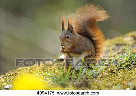 Red squirrel (Sciurus vulgaris) View Large Photo Image Stock Photography - Red squirrel (Sciurus vulgaris) . Fotosearch
