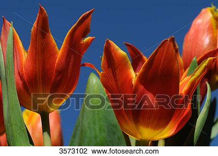 Stock Image - Red tulips, close-up . Fotosearch