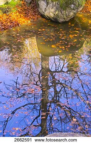 Stock Image - Reflection of tree in lake . Fotosearch