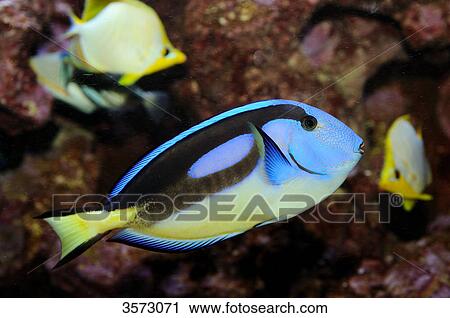 Regal Tang (Paracanthurus hepatus) View Large Photo Image Stock Image - Regal Tang (Paracanthurus hepatus) . Fotosearch