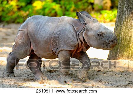 Stock Image - Rhinoceros calf in forest . Fotosearch