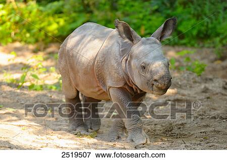 Stock Photo - Rhinoceros calf in forest . Fotosearch