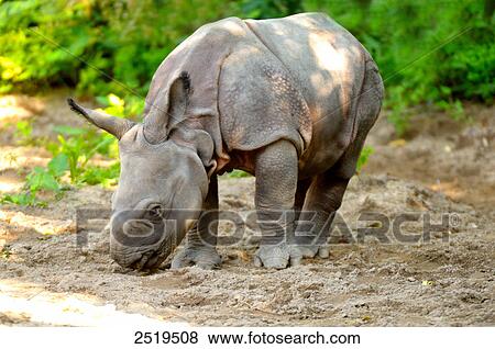 Stock Photo - Rhinoceros calf in forest . Fotosearch