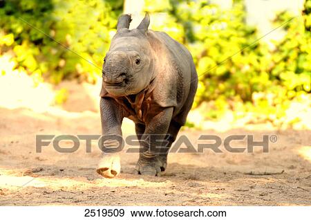 Rhinoceros calf in forest View Large Photo Image Stock Photo - Rhinoceros calf in forest . Fotosearch