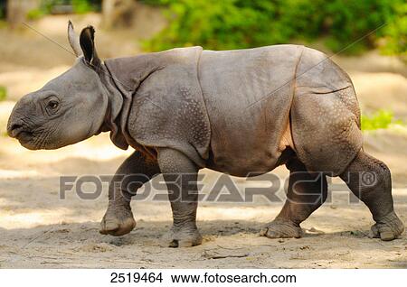 Rhinoceros calf walking in field View Large Photo Image Picture - Rhinoceros calf walking in field . Fotosearch