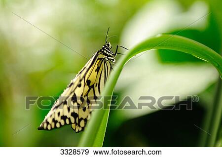 Rice Paper butterfly (Idea leuconoe) sitting on a leaf, close-up View Large Photo Image Stock Photo - Rice Paper butterfly (Idea leuconoe) sitting on a leaf, close-up . Fotosearch