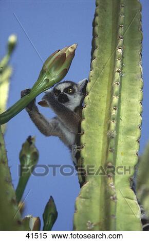 Ring tailed lemur (Lemur catta) eating cactus blossom, Madagascar View Large Photo Image Stock Photography - Ring tailed lemur (Lemur catta) eating cactus blossom, Madagascar . Fotosearch