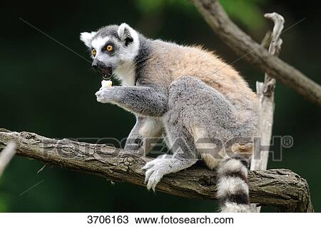 Ring-tailed Lemur (Lemur catta) on a tree View Large Photo Image Stock Image - Ring-tailed Lemur (Lemur catta) on a tree . Fotosearch