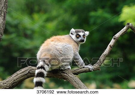Ring-tailed Lemur (Lemur catta) on a branch View Large Photo Image Stock Image - Ring-tailed Lemur (Lemur catta) on a branch . Fotosearch