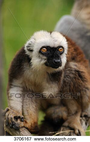 Ring-tailed Lemur (Lemur catta) View Large Photo Image Stock Photo - Ring-tailed Lemur (Lemur catta) . Fotosearch