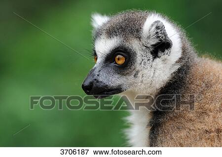 Ring-tailed Lemur (Lemur catta), profile View Large Photo Image Stock Photo - Ring-tailed Lemur (Lemur catta), profile . Fotosearch