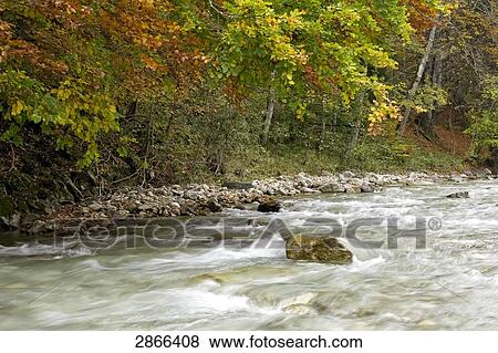 Stock Photo - River flowing through forest, Halblech, Ostallgau, Allgau, Bavaria, Germany . Fotosearch